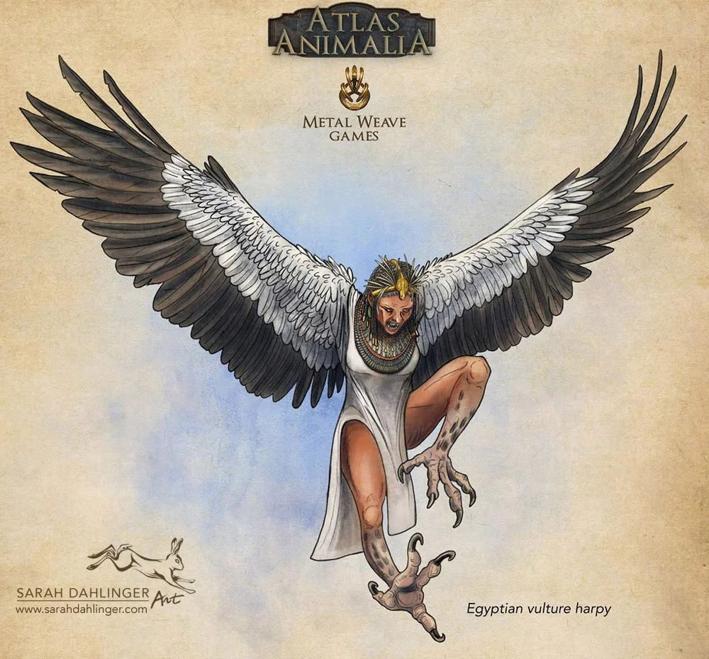 SarahDahlinger_Harpy_EgyptianVulture.jpg