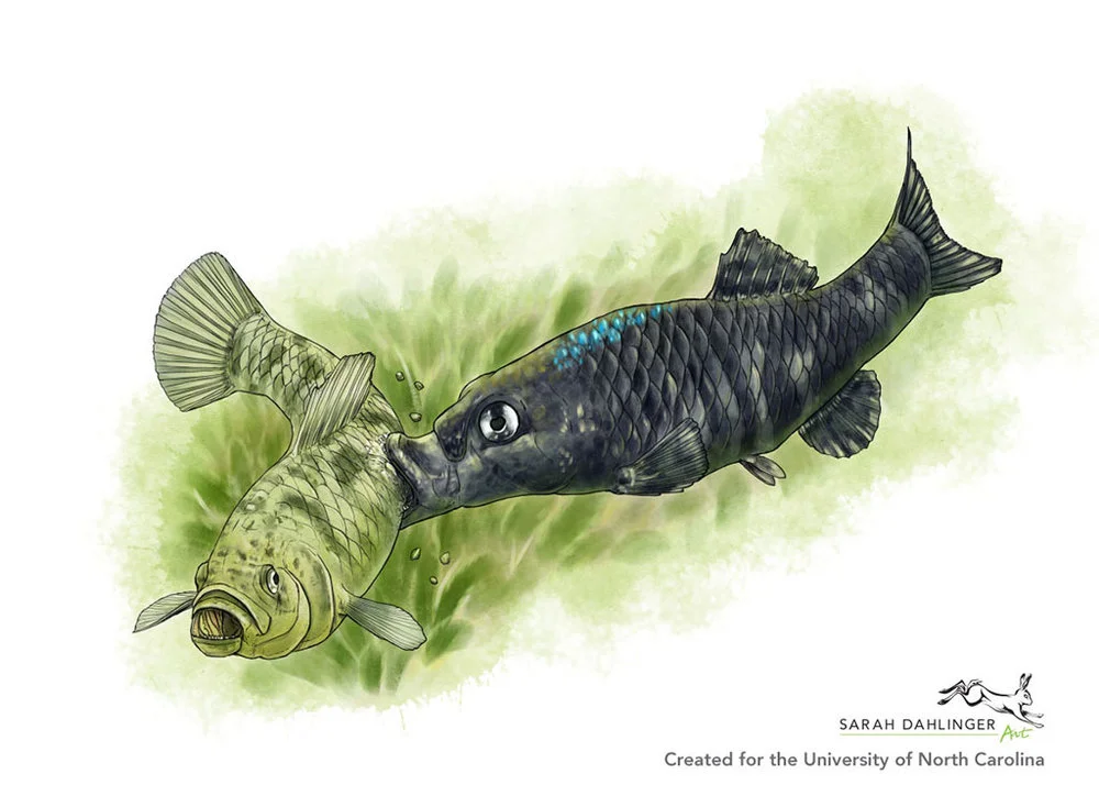 SarahDahlinger_ScaleEatingPupfish_Colored2.jpg