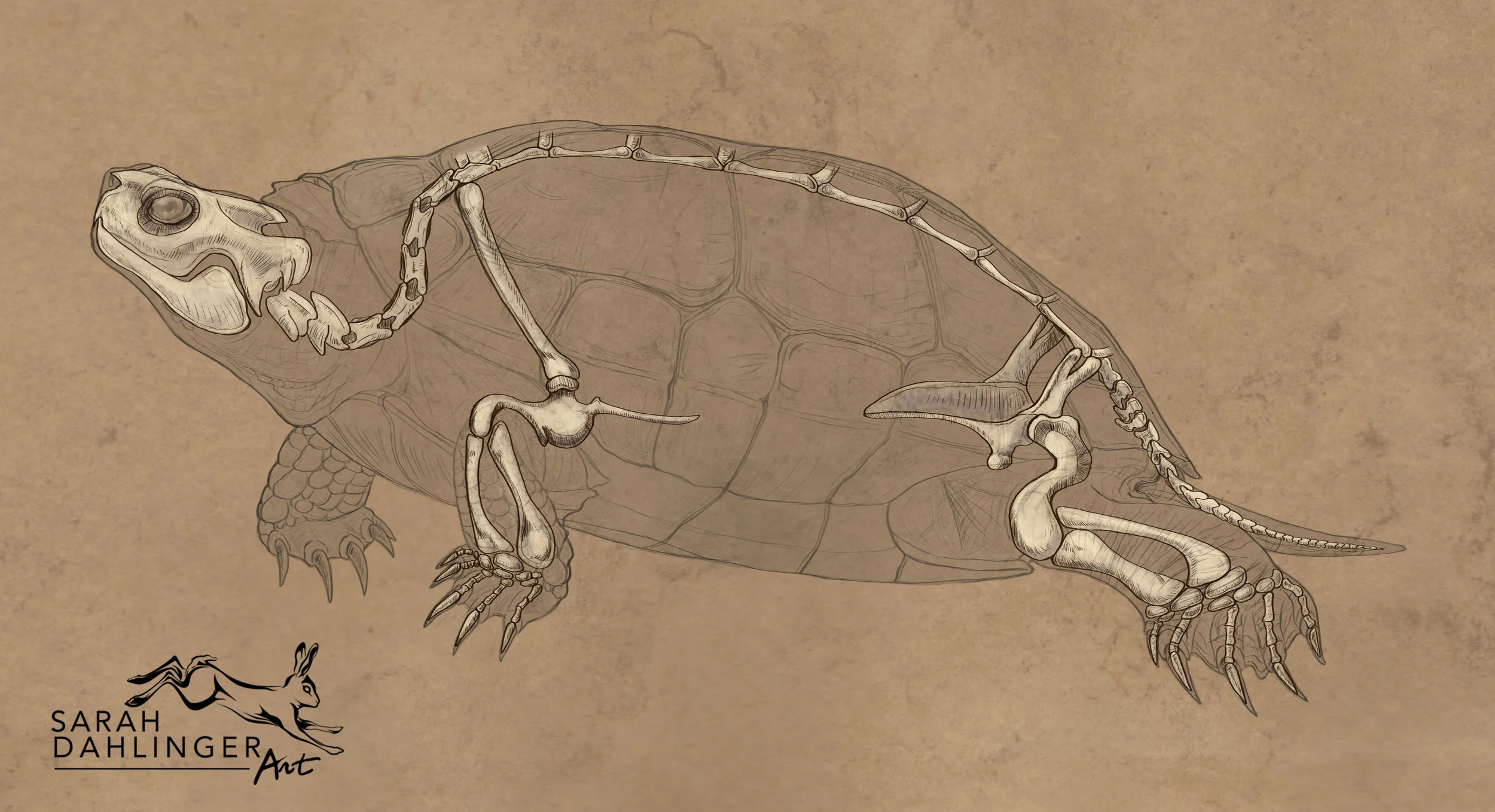 SarahDahlinger_Skeleton.jpg