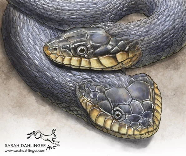 SarahDahlinger_Color_V1__0000_Section+1+-+Erythrogaster.jpg