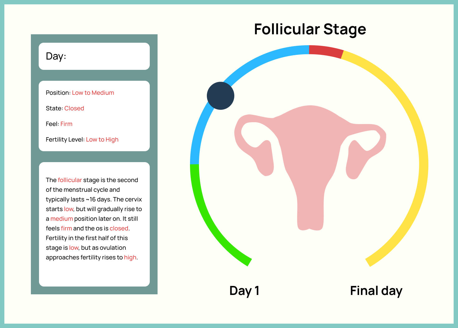 Position - Follicular.png