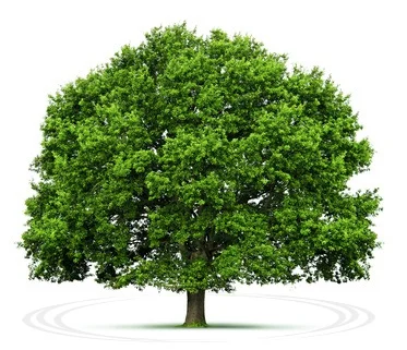 Tree.jpg