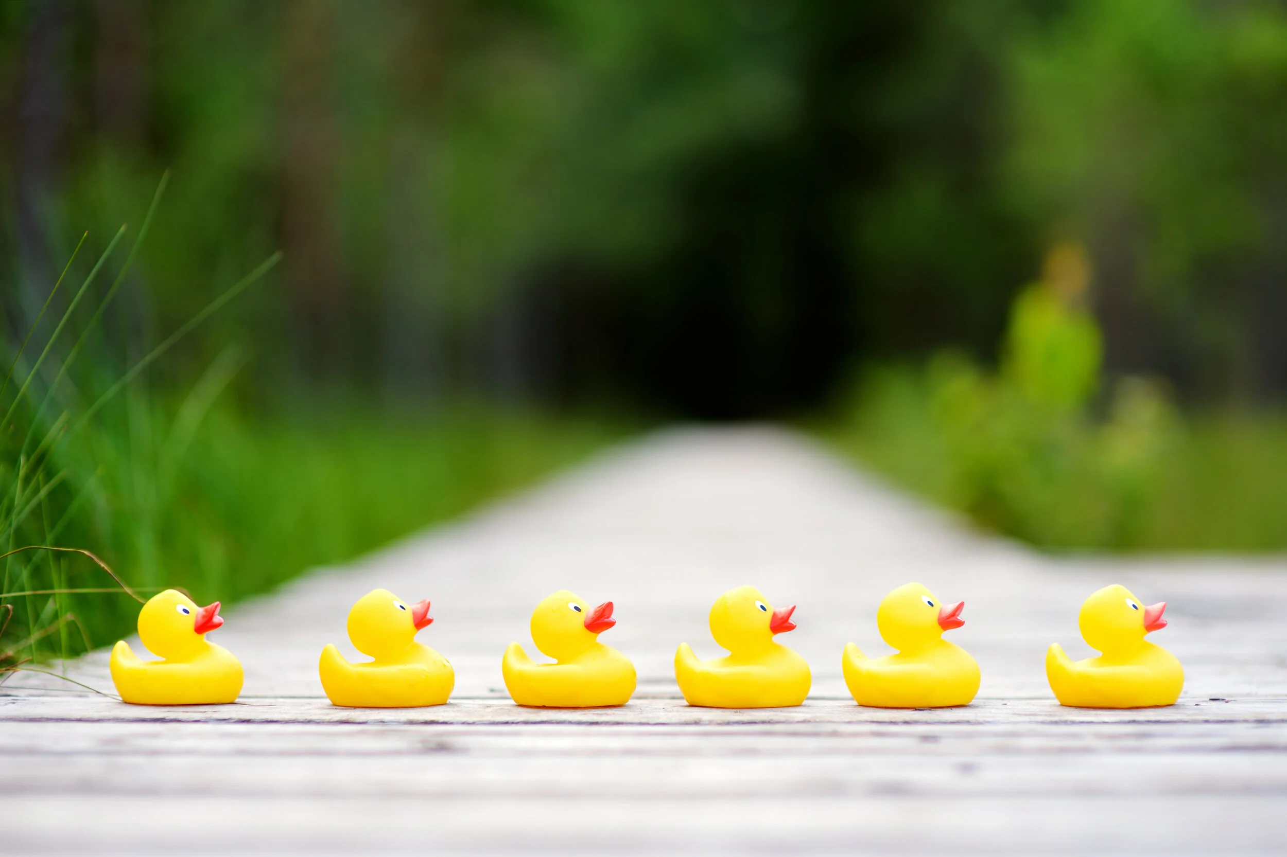 Get Your Ducks In A Row
