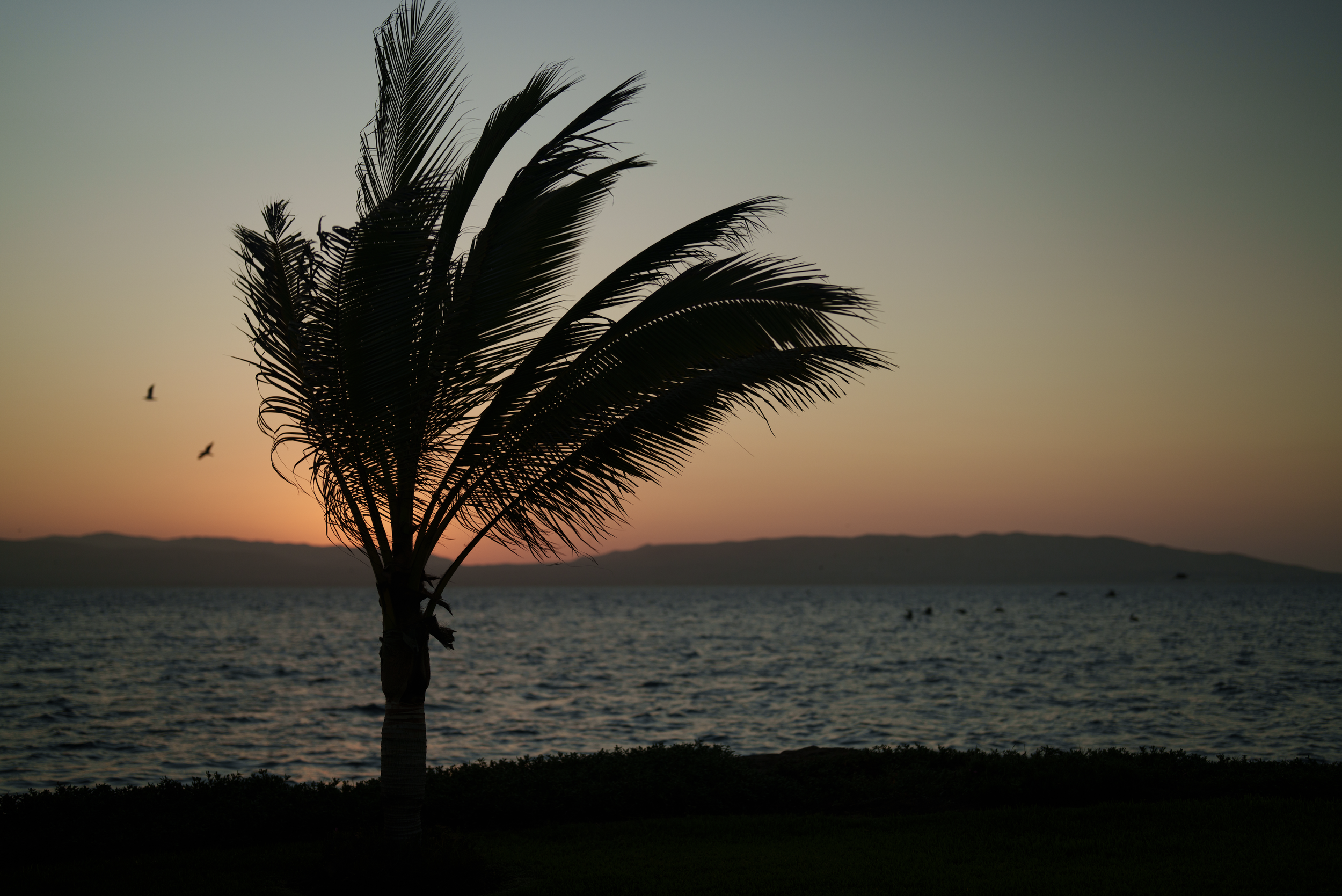 Paracas 