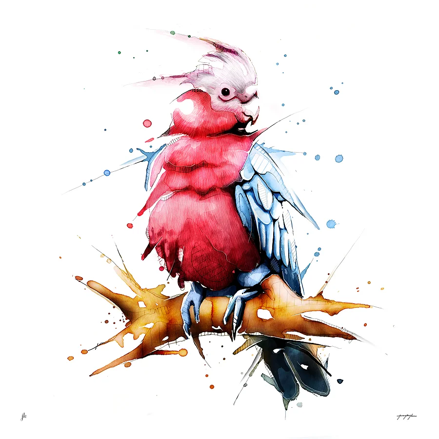 Galah. By Jeremy Kyle / Artist — Buy Limited Edition Print