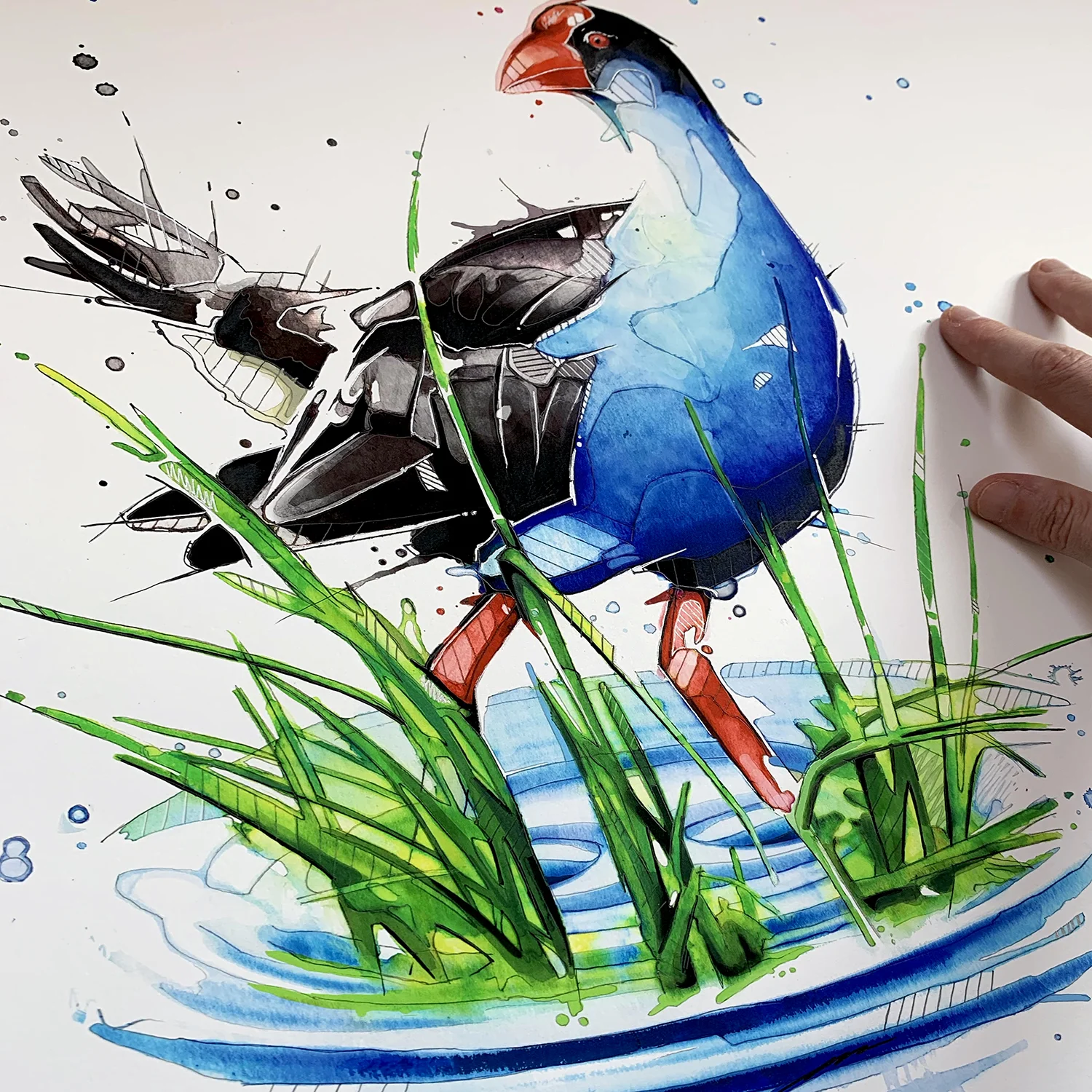 Pukeko_JeremyKyle1.jpg