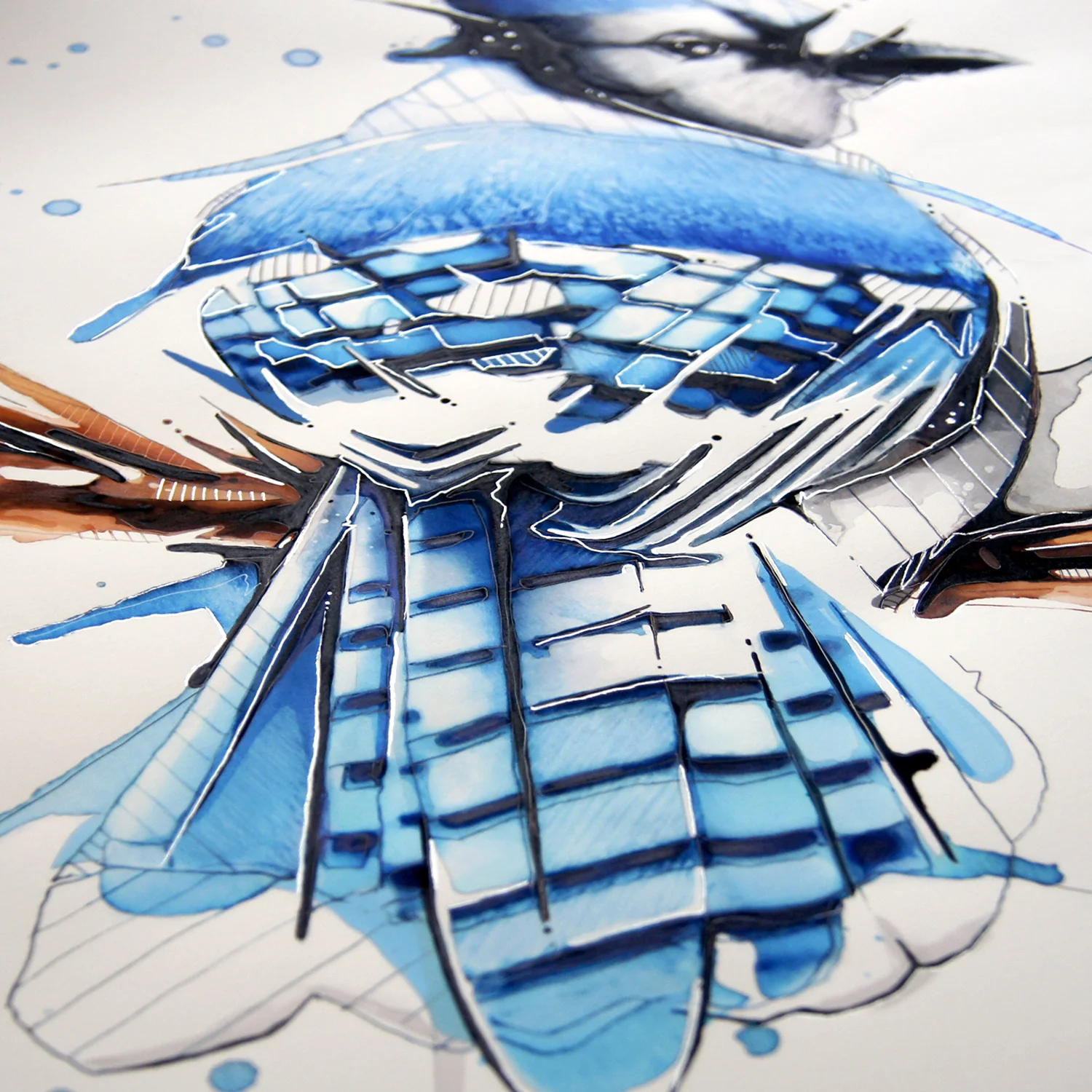 Bluejay_CloseUp6.jpg
