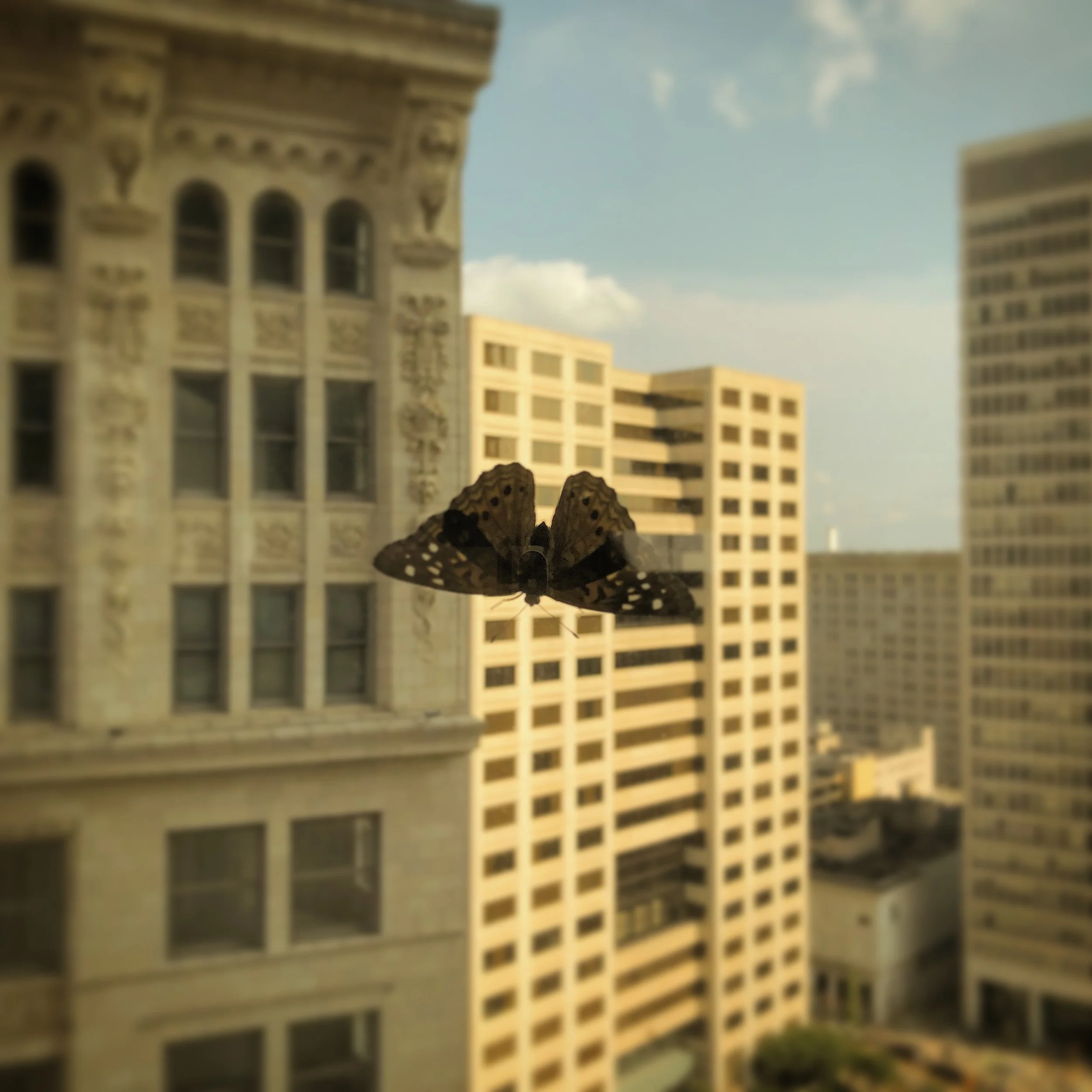 Moth.JPG
