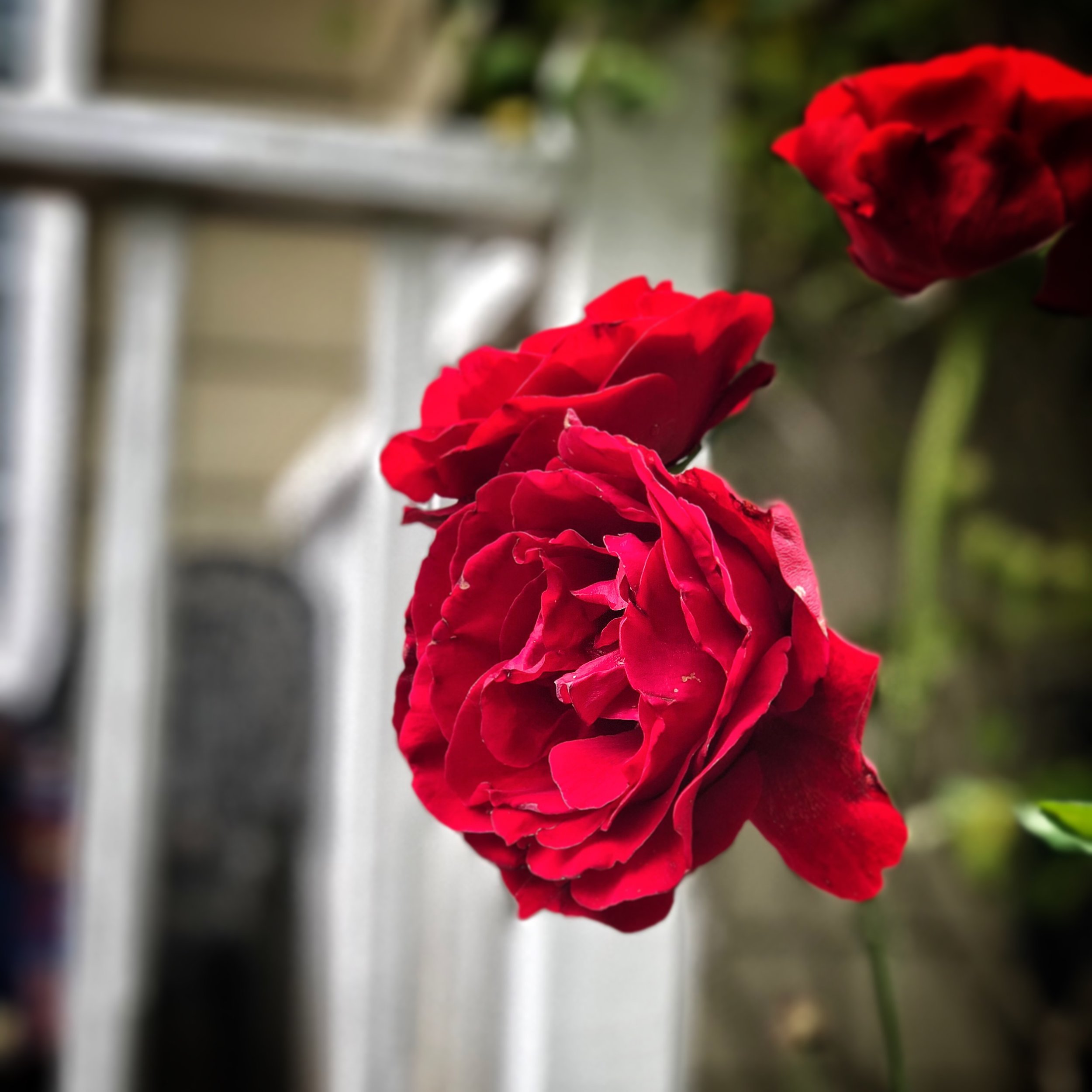 Rose.JPG