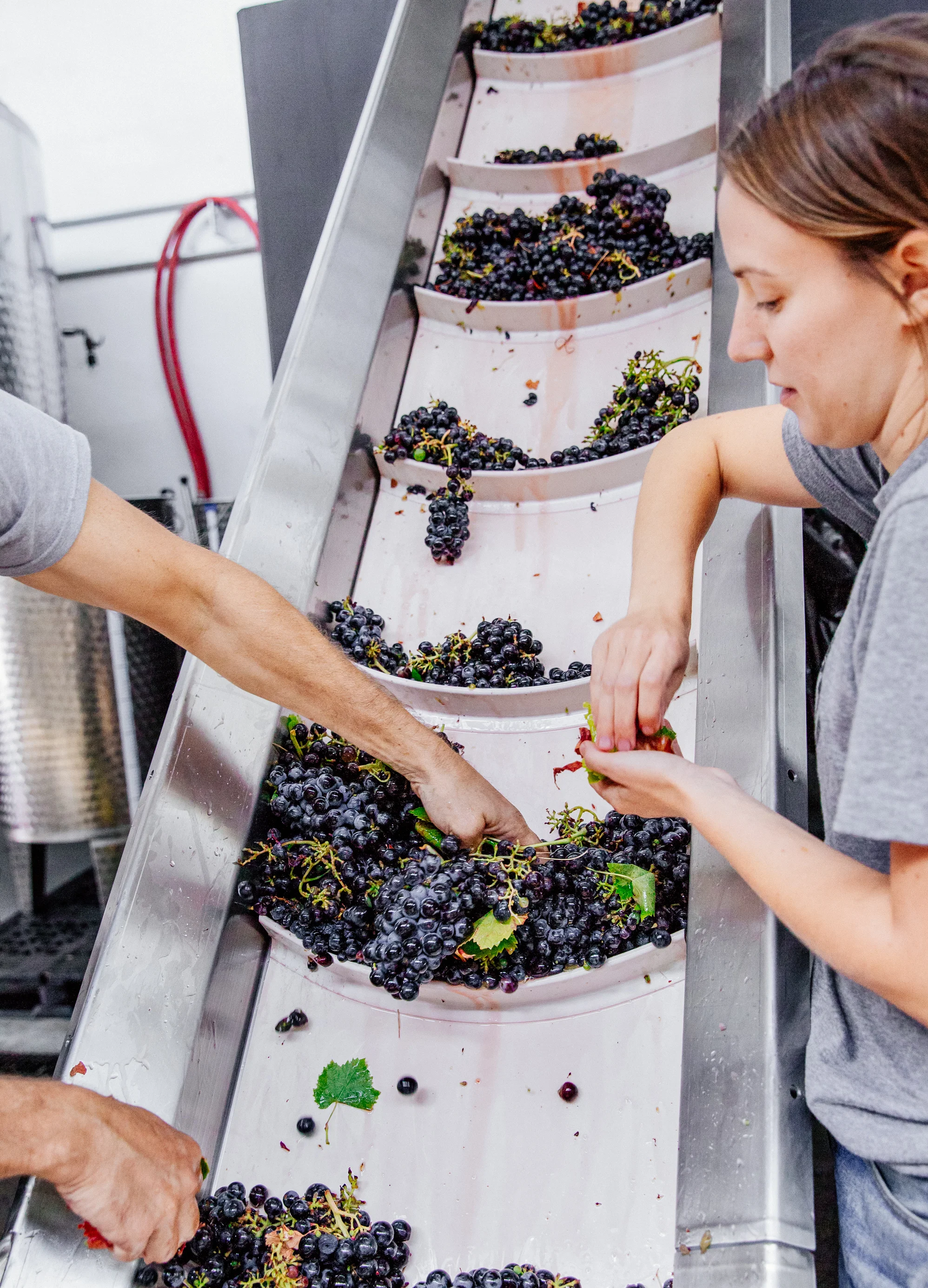 sorting-grape-leaves-urban-winery-good-eggs-edit.jpg