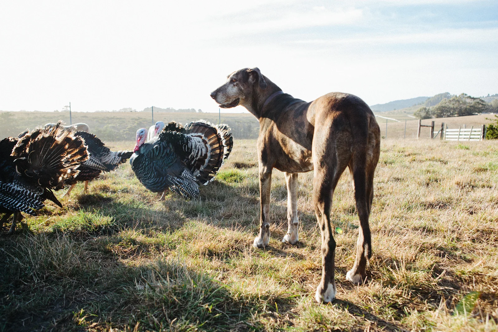 A pup on a turkey ranch with some of his feathered friends_Good_Eggs.jpg