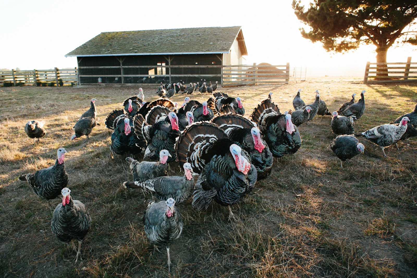 Serving Up 3,700 Turkeys