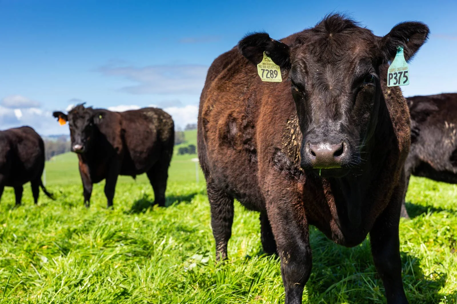 stemple-creek-ranch-cattle.jpg