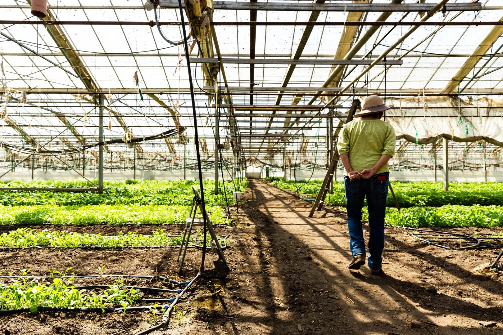 hikari-farms-kta-janet-walking.jpg