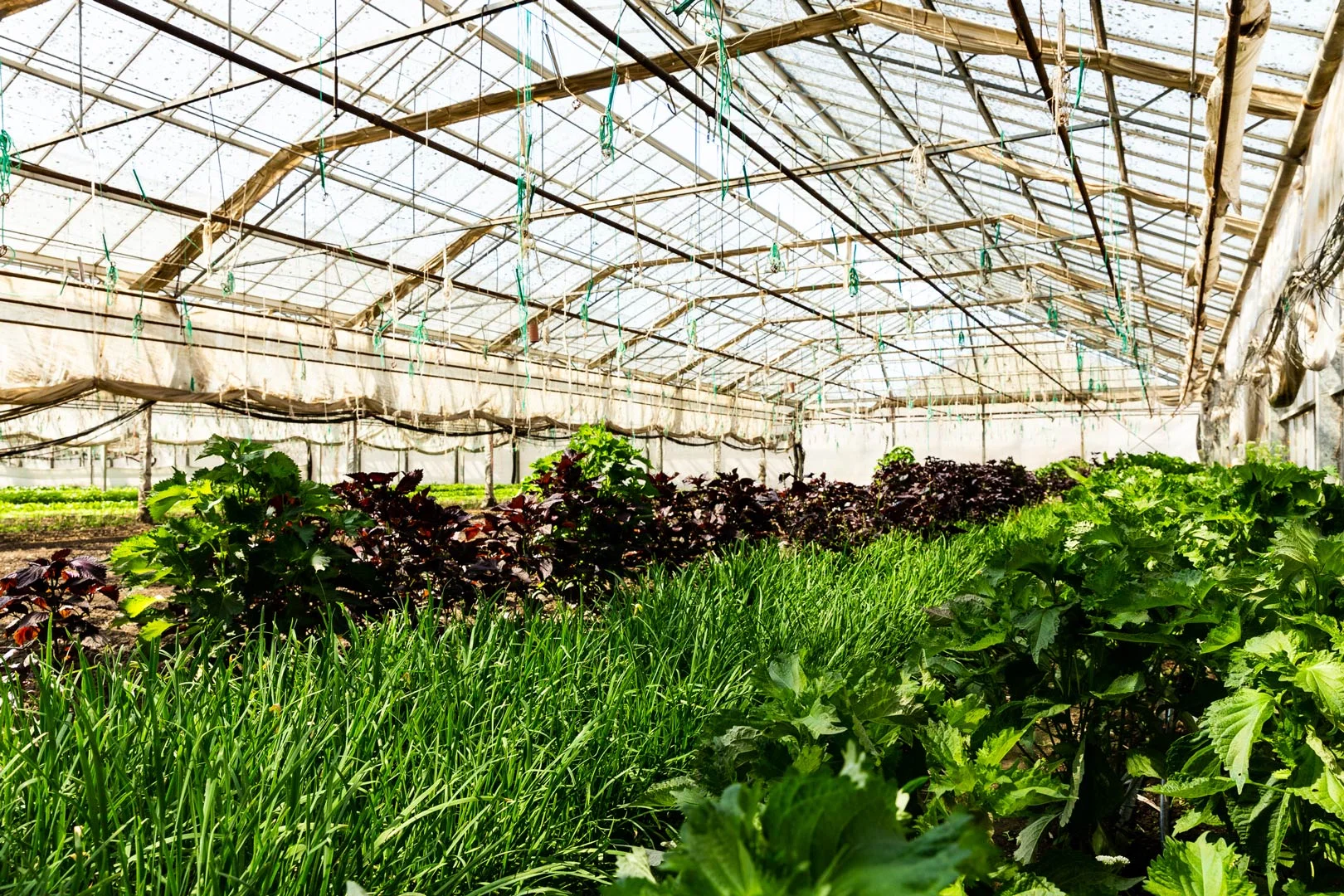 hikari-farms-kta-greenhouse.jpg