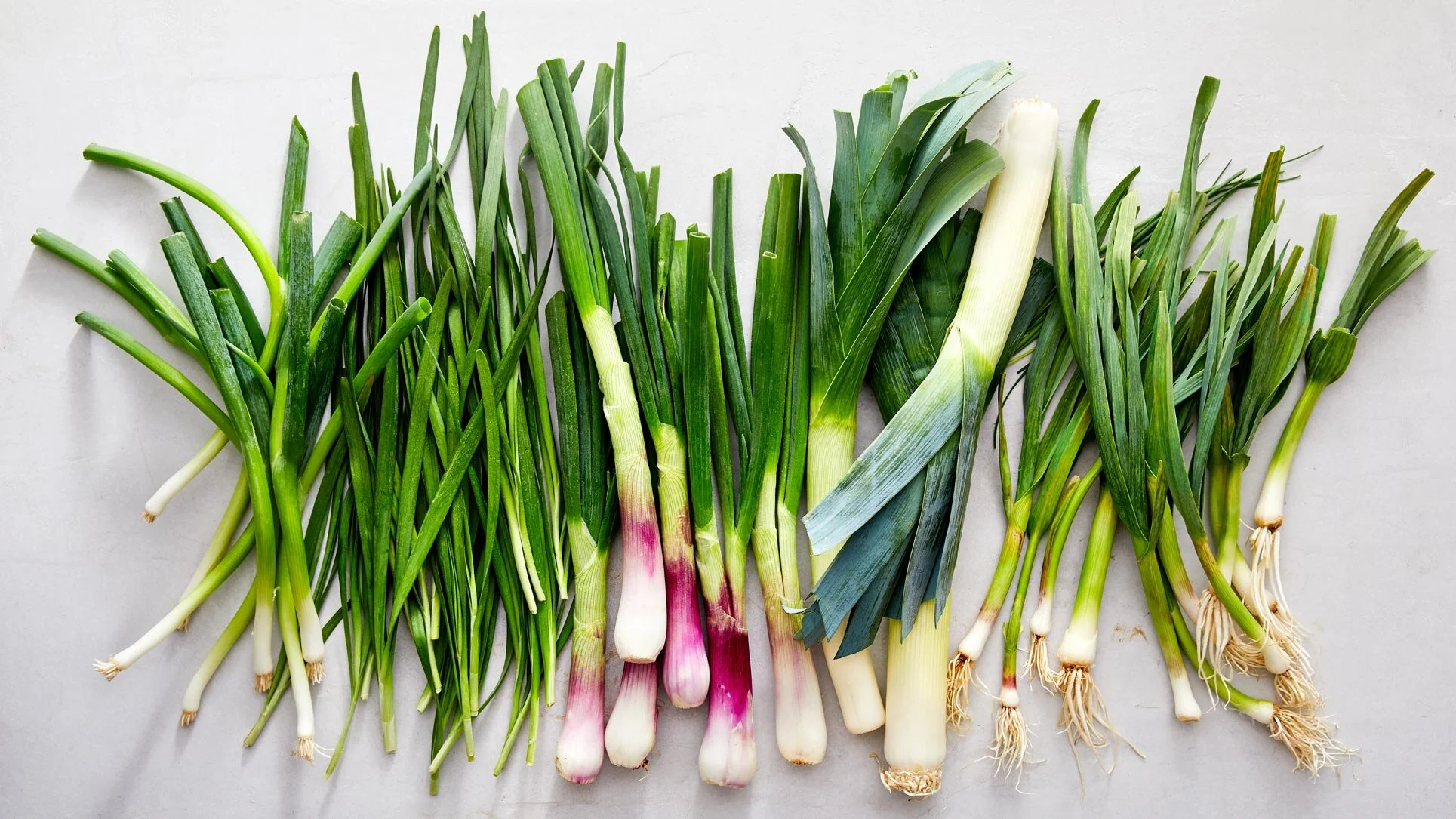 All About Spring Alliums