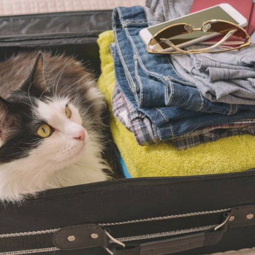 How A Professional Organizer Packs For A Trip