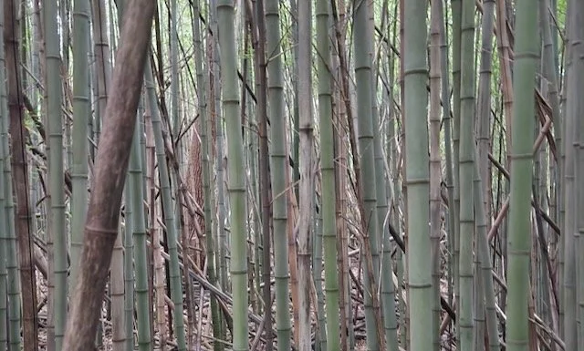 A crowded stand of greenish bamboo fills the frame.