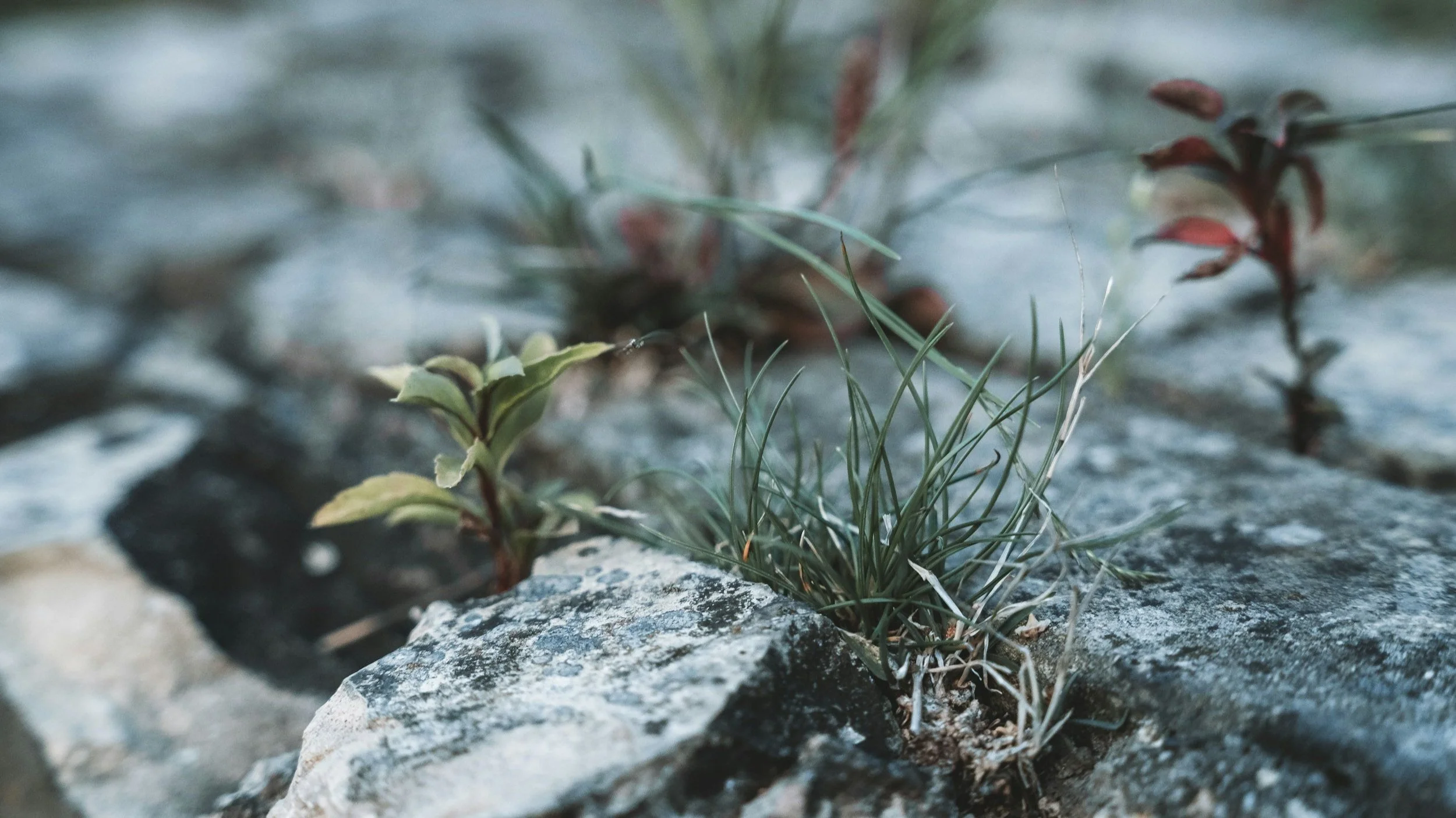 Restorative Practices and Resilience: How Connection Protects Marginalized Students