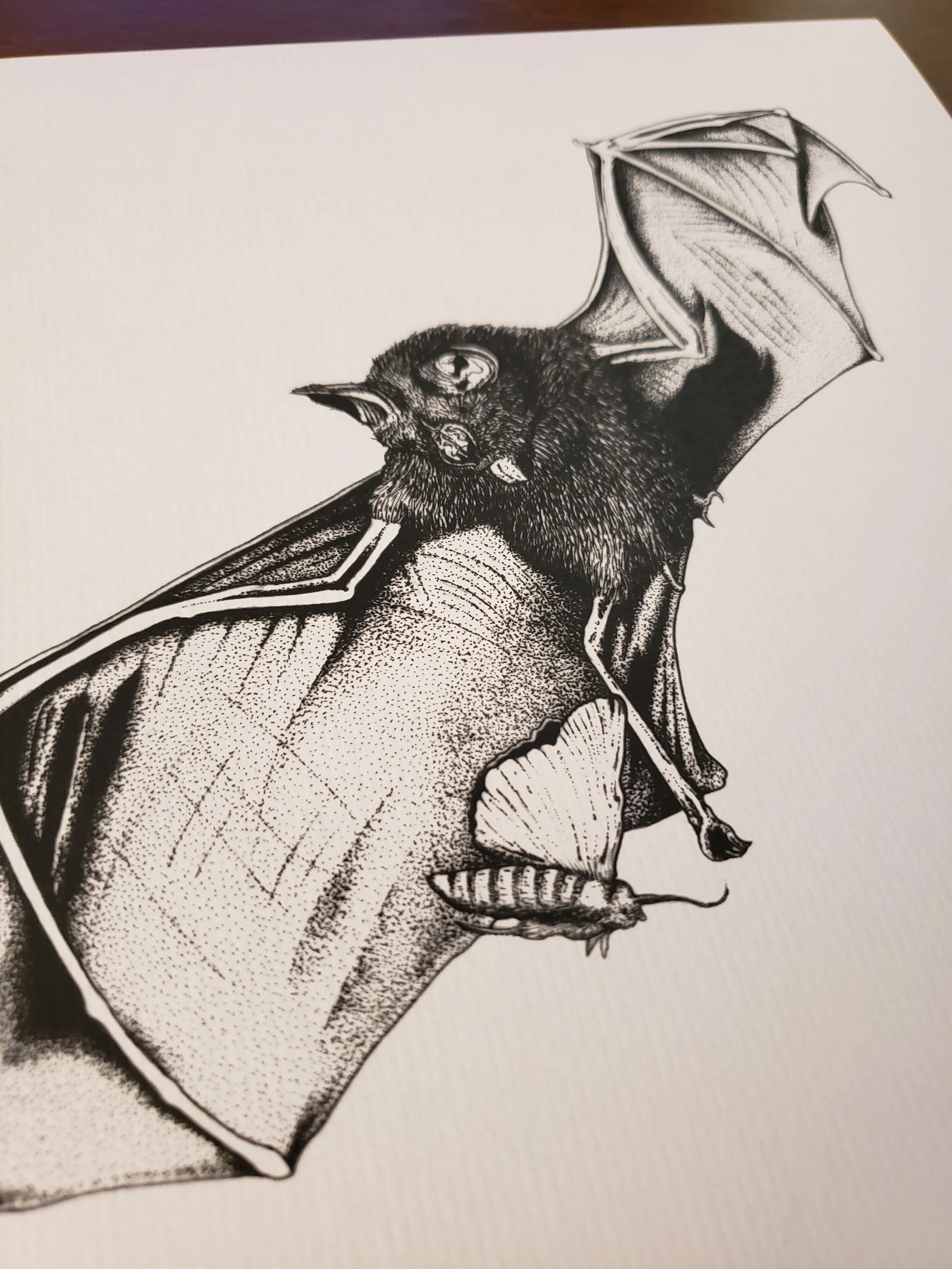 Hunting_Bat_close.jpg
