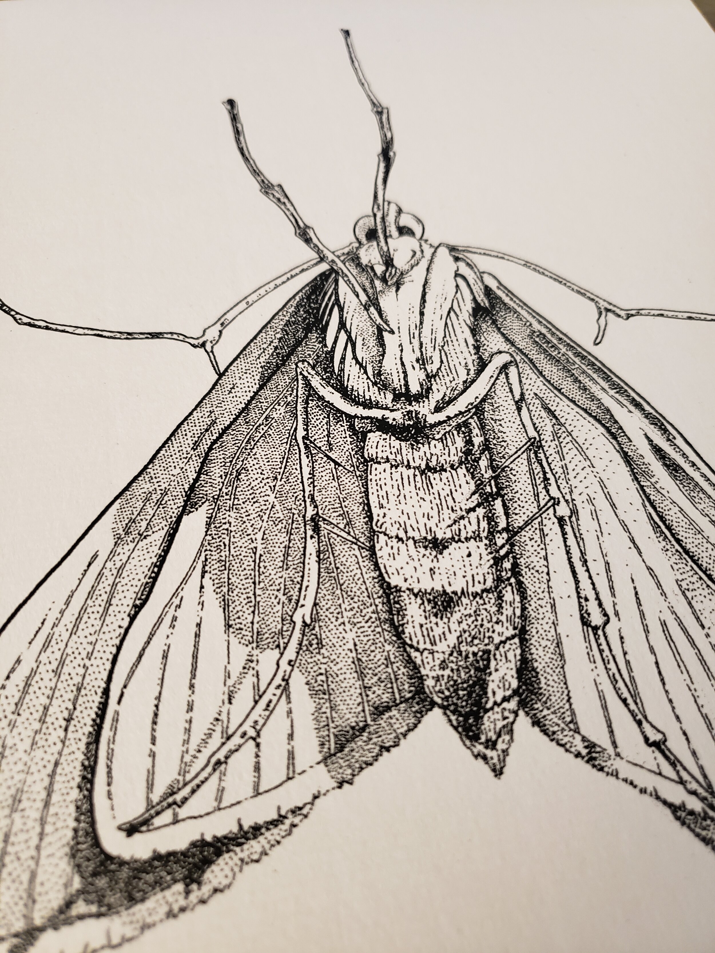 Moth_close.jpg