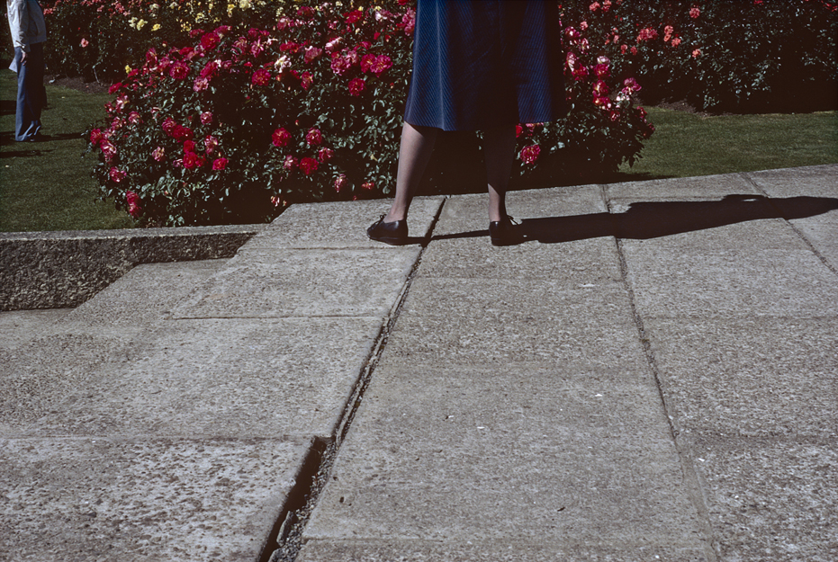 Joanna Margaret Paul Untitled (Wellington Botanic Garden), 2013