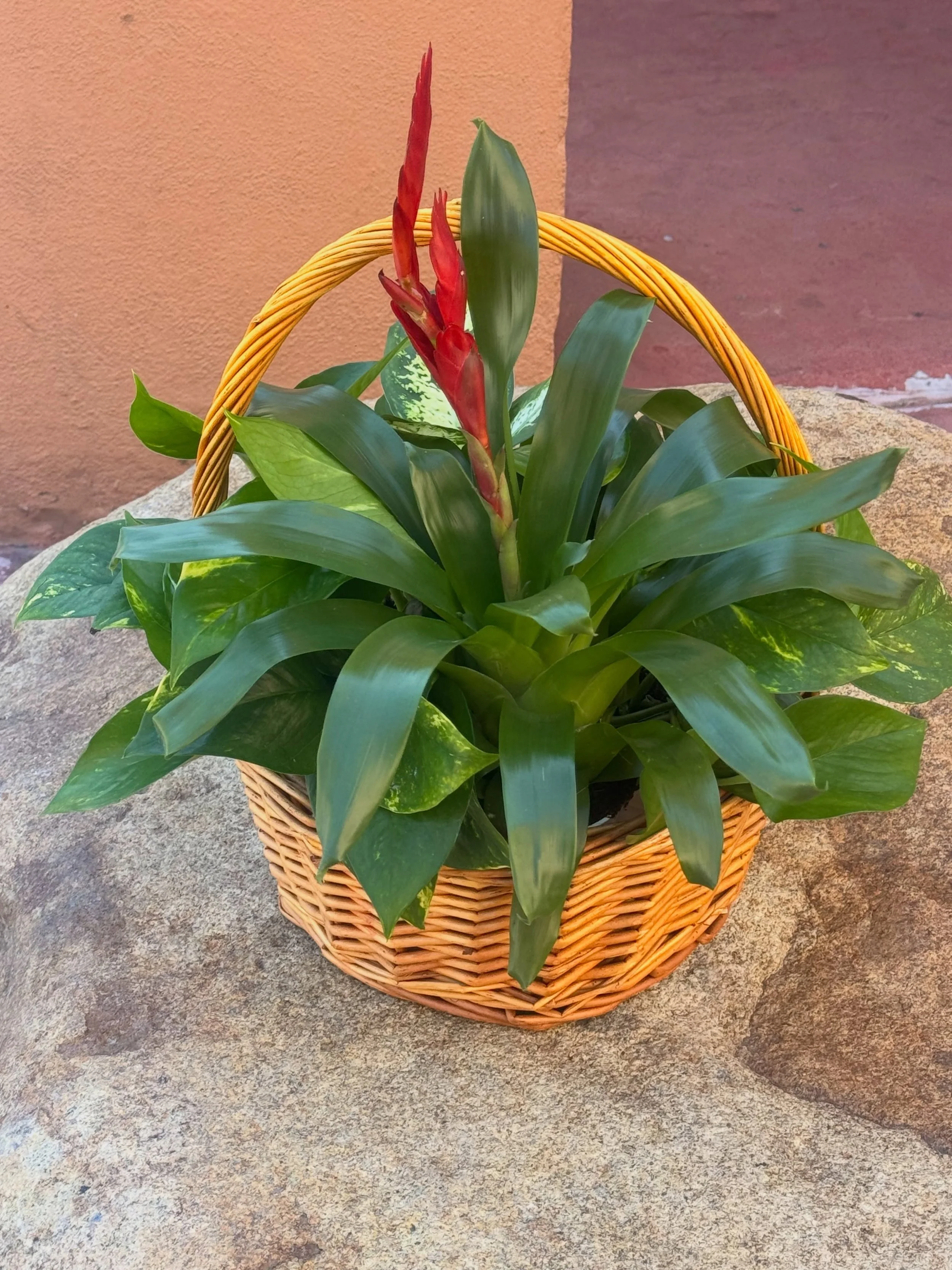 Regala vida &hellip; regala una planta 909 6369918