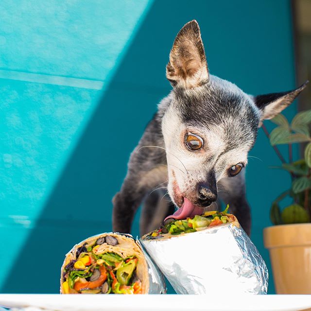 Loved working with @sunandmoonphoto_  on a fun shoot for @edensfresh 🥗🌯 Had to get a 📸 with our long-standing employee of the month 🐕
.
.
.
.
#foodphotography #edensfresh #dogsofinstagram #eatlocalorlando #winterpark #orlandodoesntsuck #orlandoea