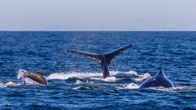 Whales+and+California+sea+lions+in+wild+(C)+Bill+Hunnewell+(2).jpg