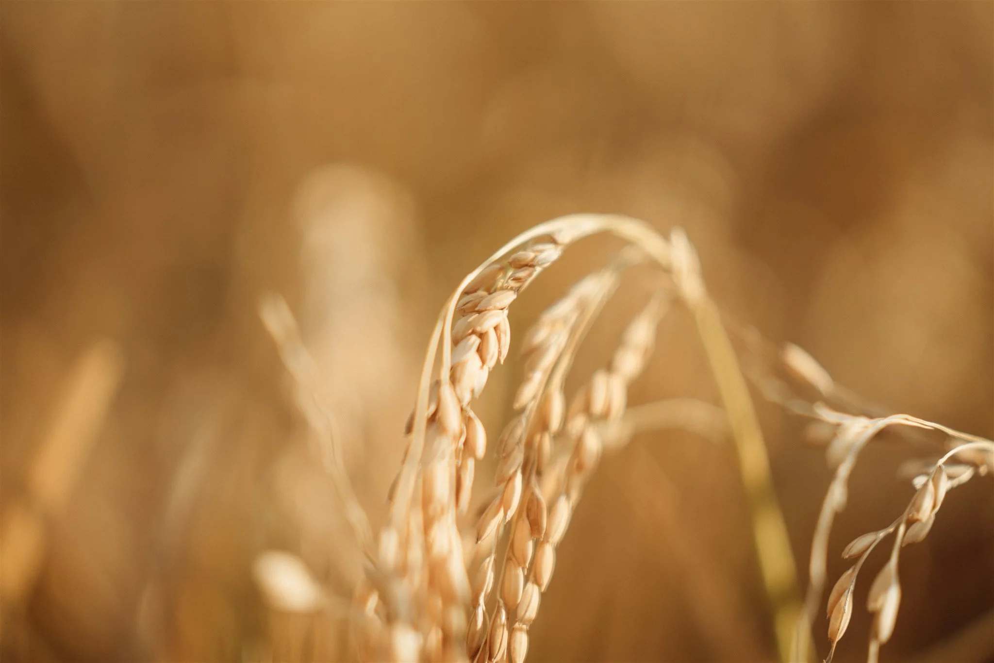 CICL Membership of EWON