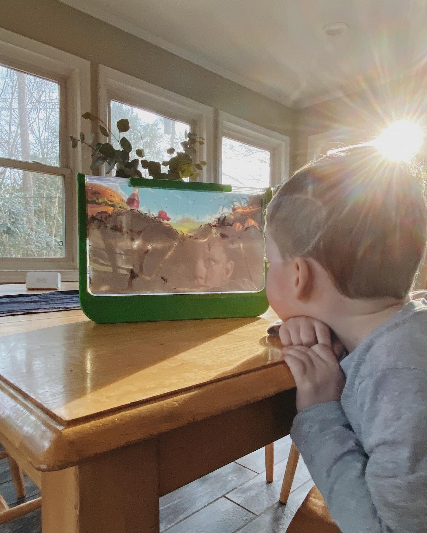 If you look closely, you can see HC&rsquo;s endearing reflection in the glass of his ant farm and there&rsquo;s really nothing else that needs to be said about how much this boy loves animals. I pray his curiosity is always this strong 🖤🐜