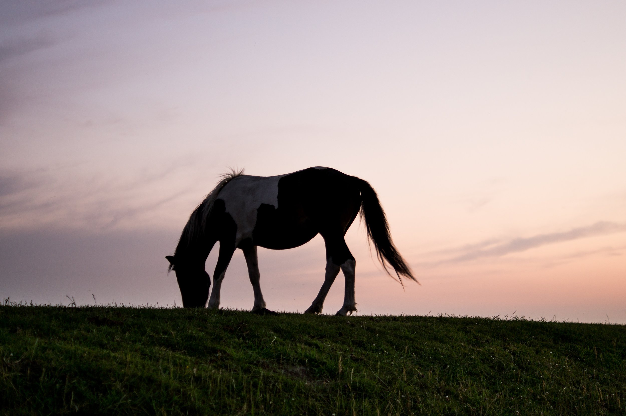 animal-grass-horse-9797.jpg