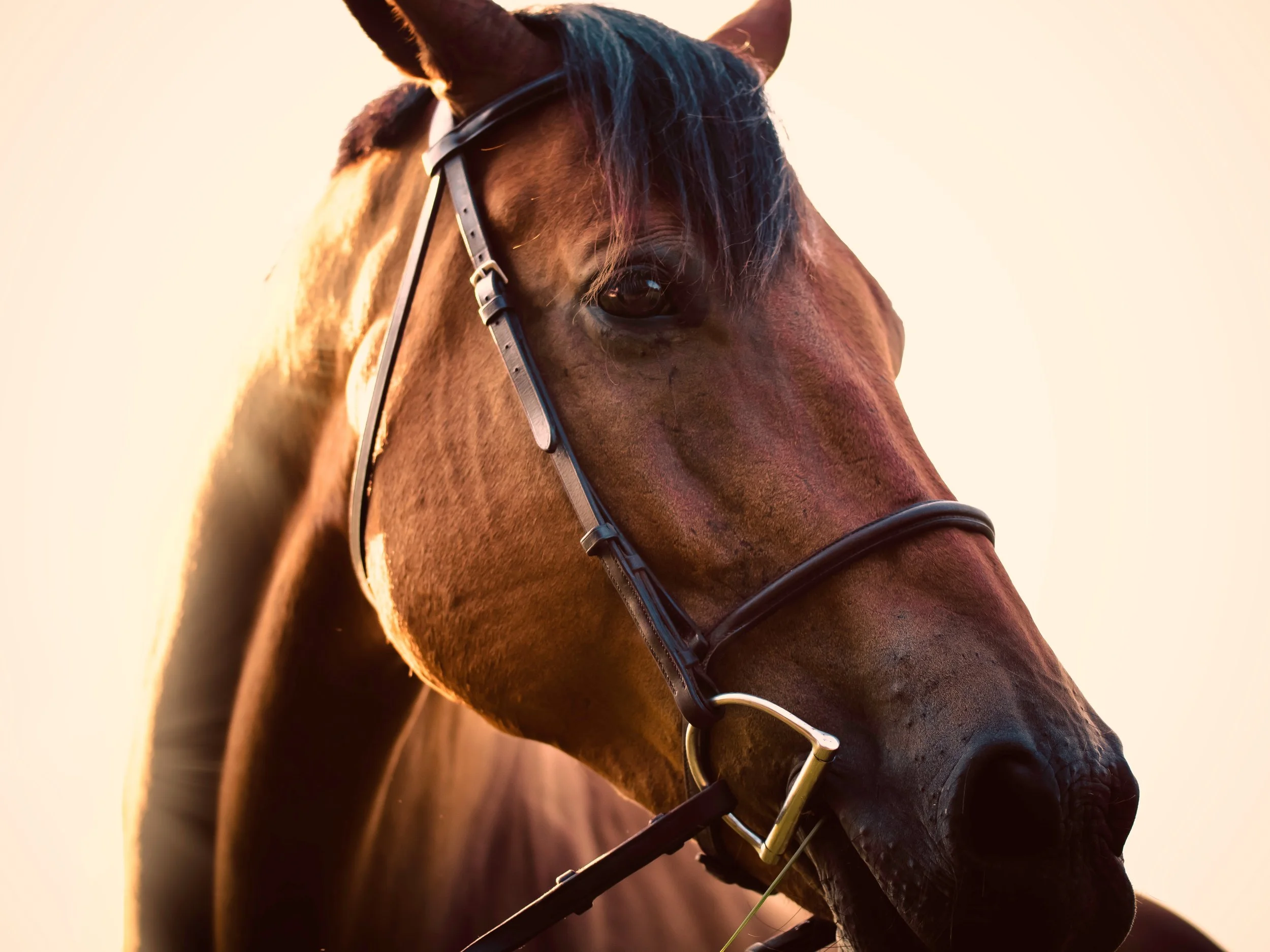 danny-gallegos-355555-unsplash.jpg