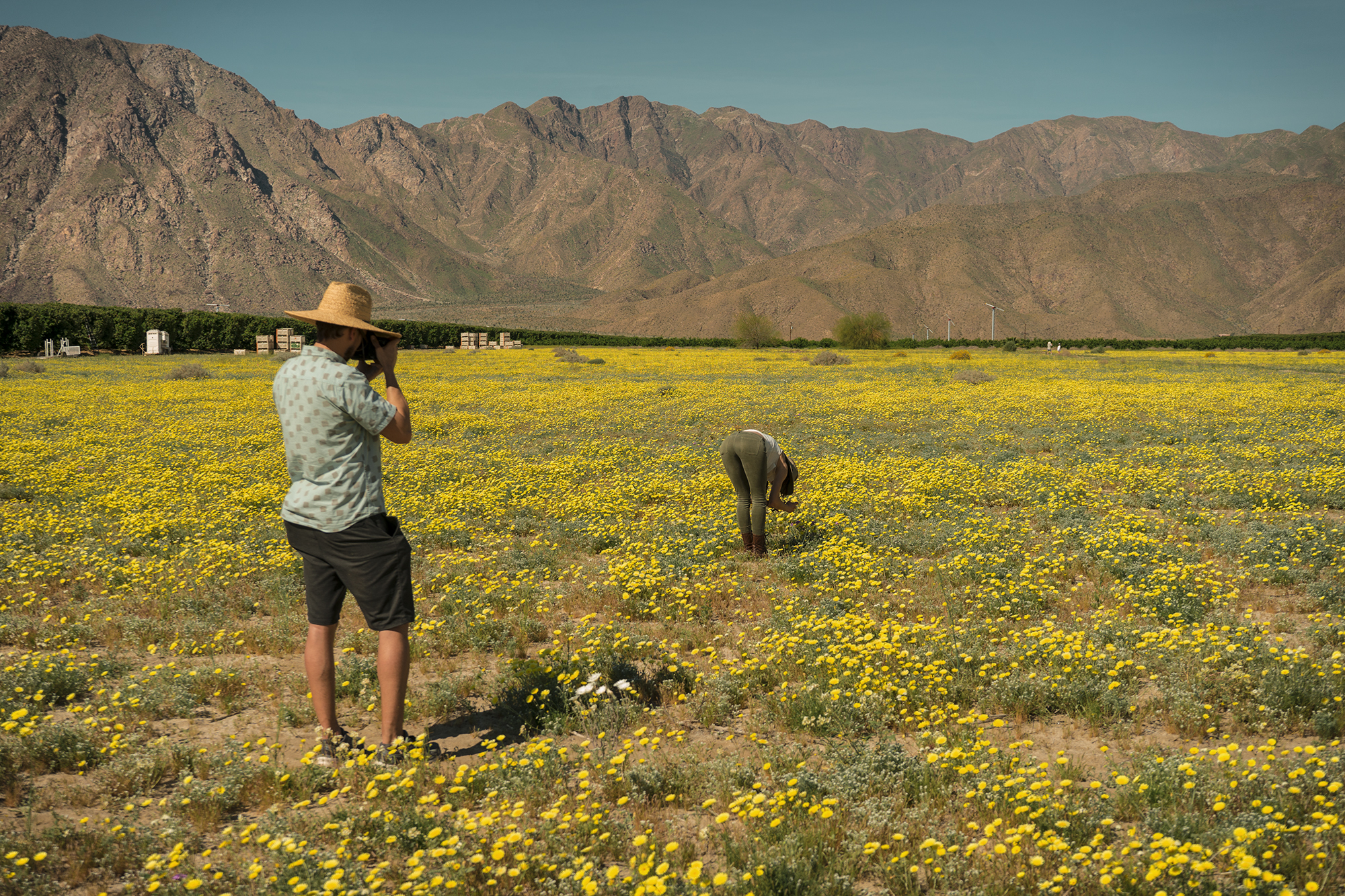 Borrego Springs, California. 2017