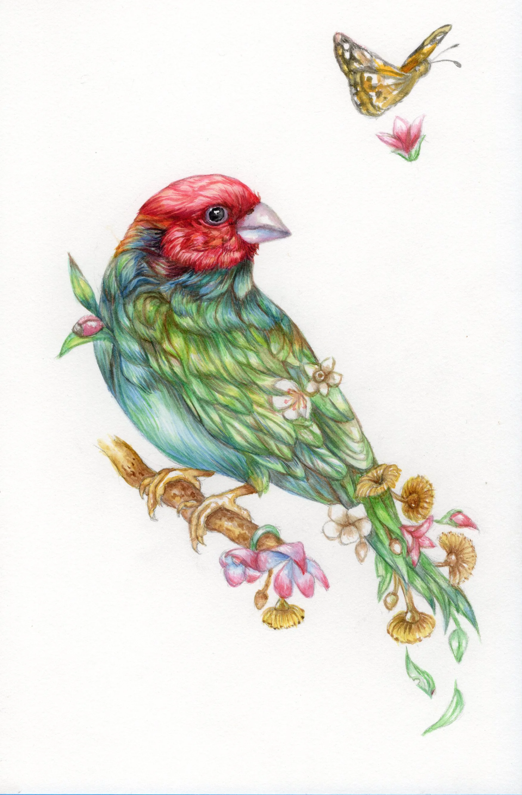 Nature on Paper - Gouldian Finch.jpg
