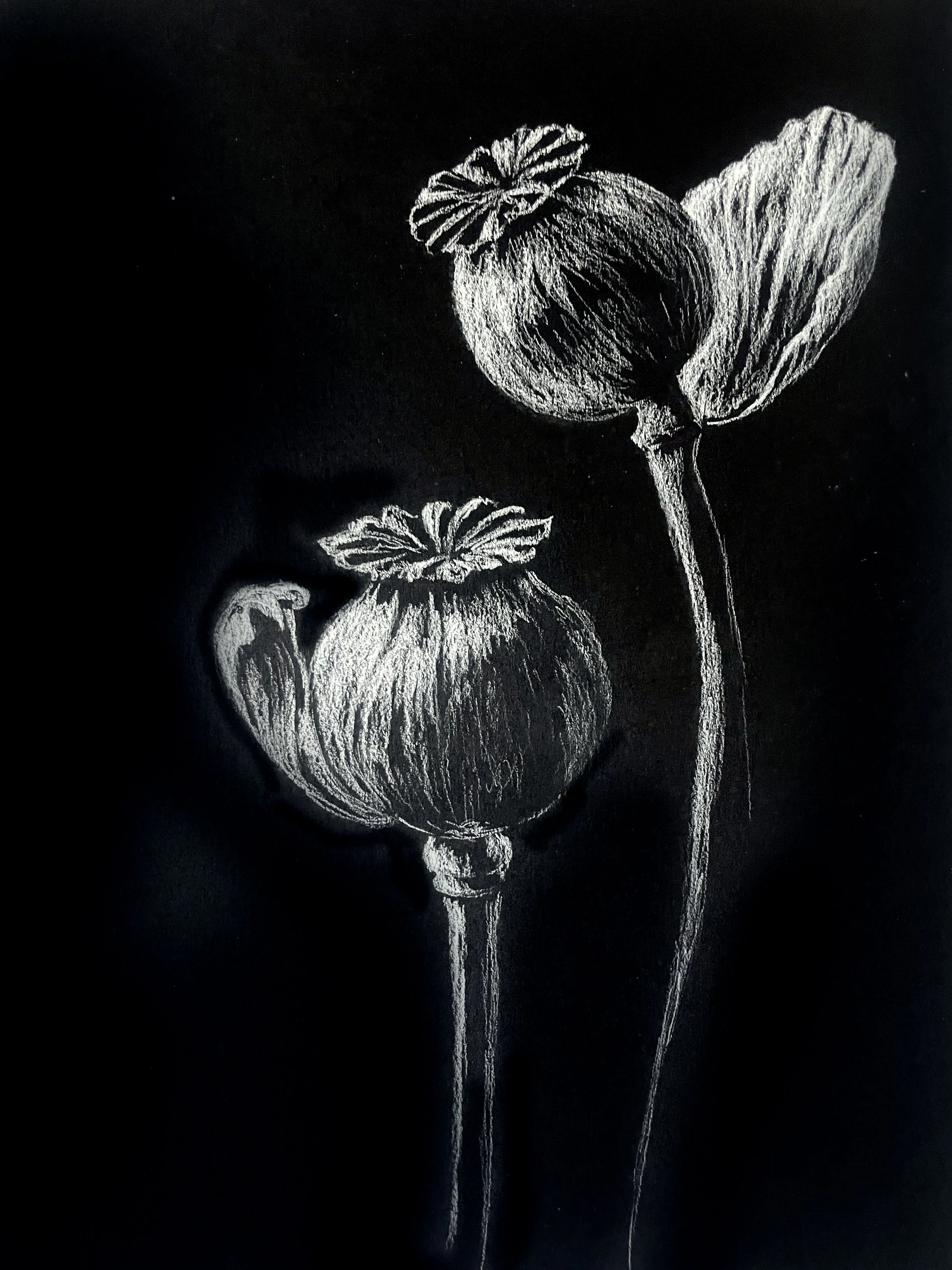 Seed pod 2.jpg