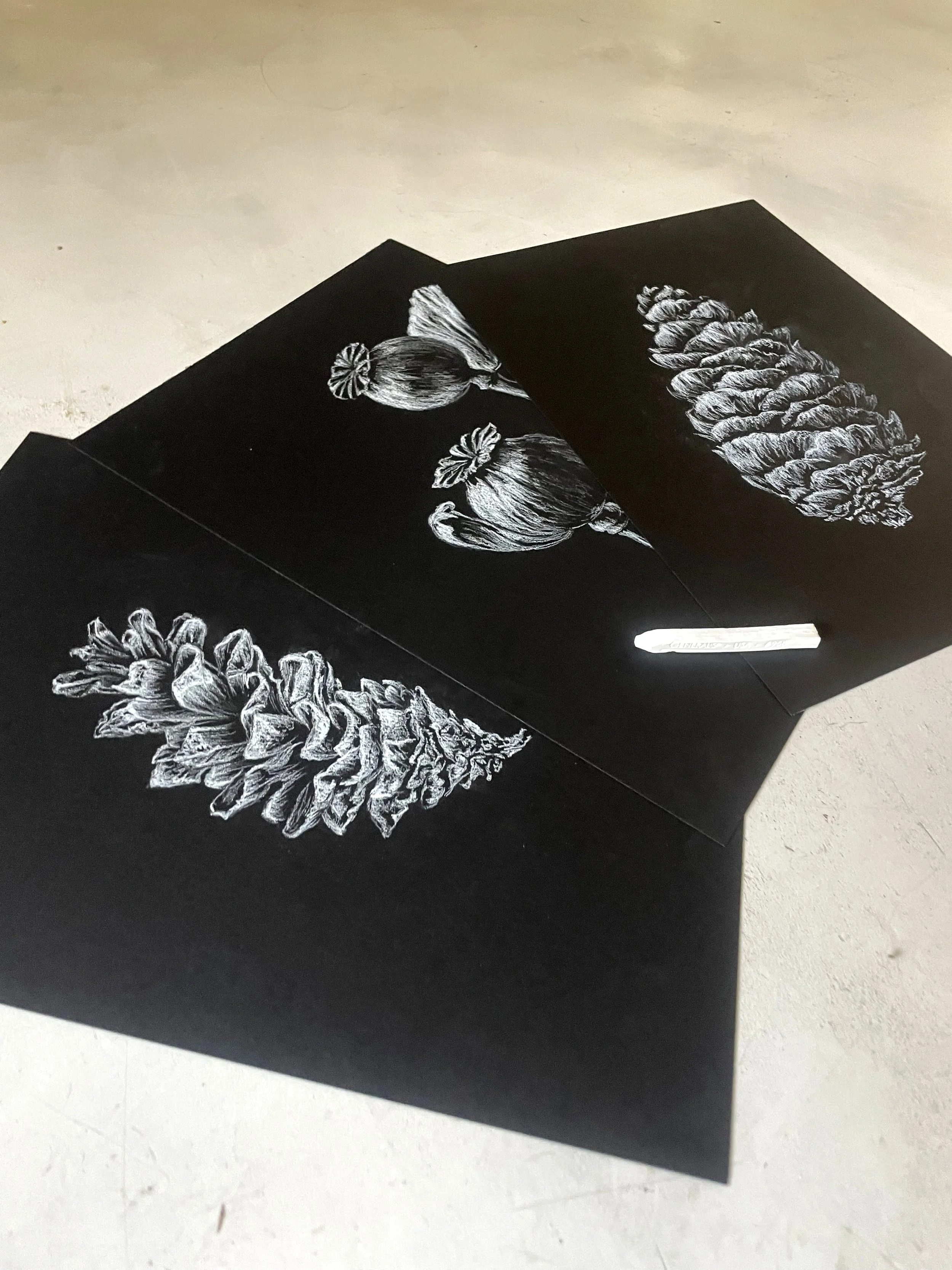 Botanical Illustration Part 1 (drawing class) Wednesday 16th September