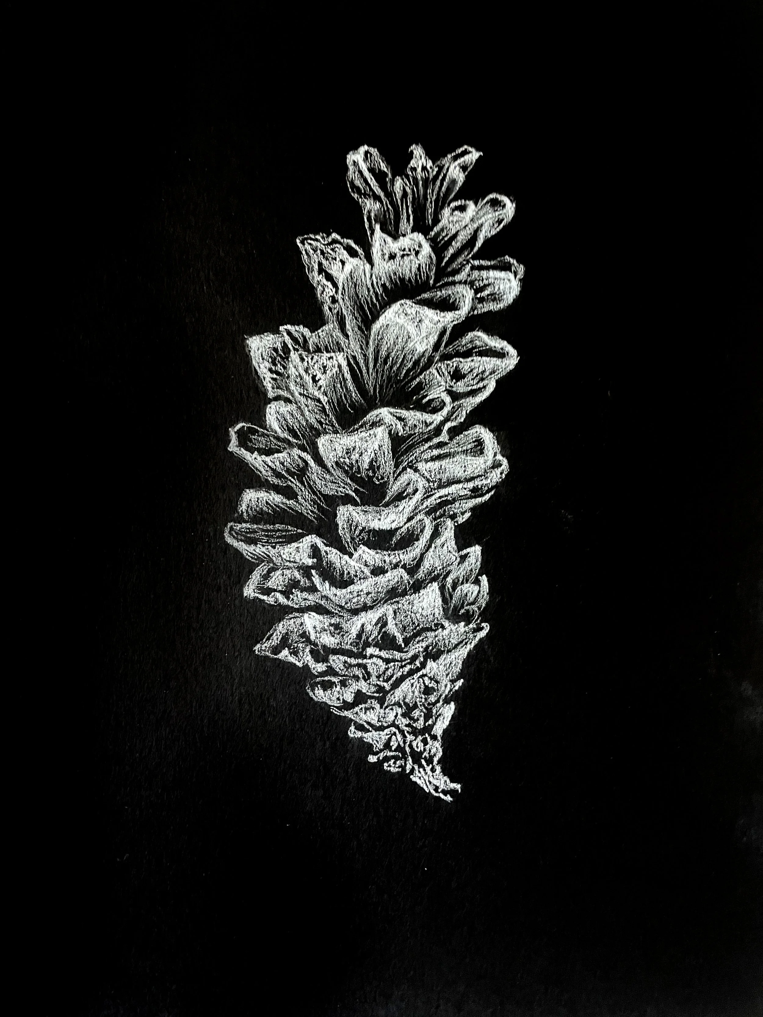 Pine Cone 1.jpg