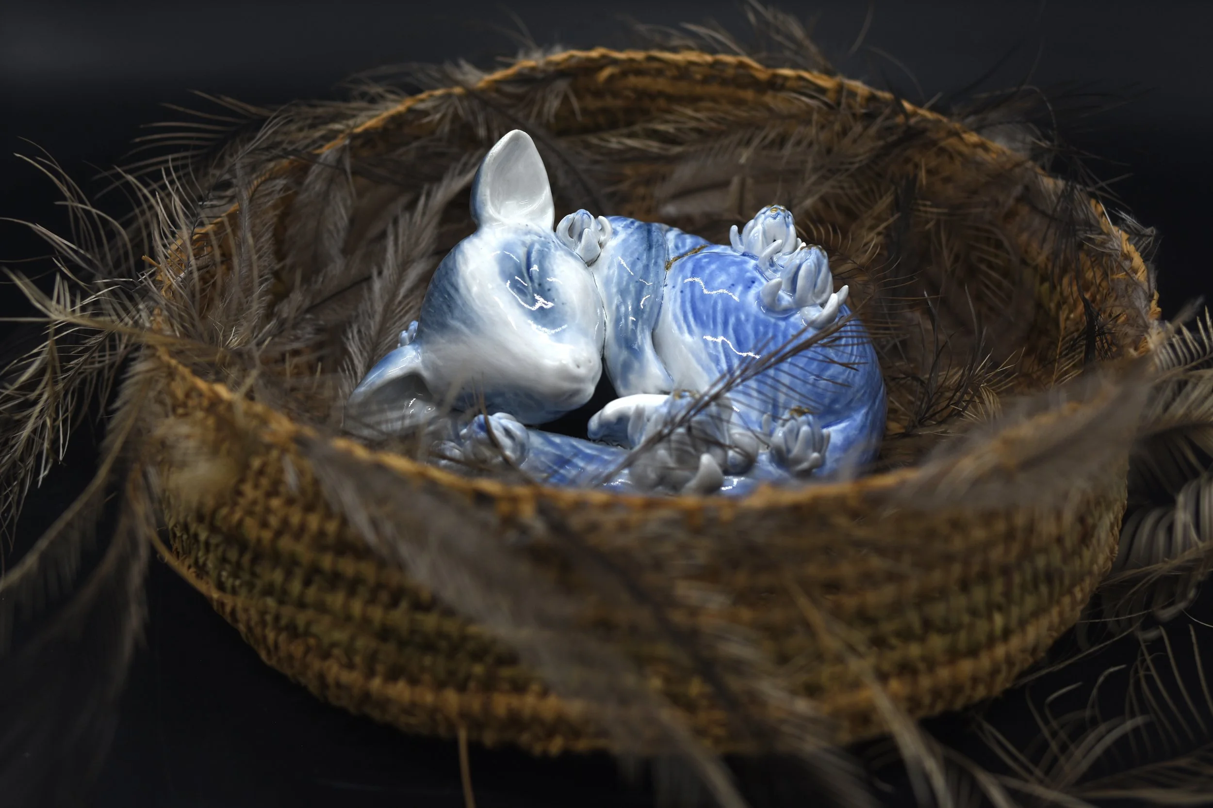 Native Invasive 2026 - For many years people assumed that sugar gliders were native to Tasmania because they were widespread. Around 1835 records suggest that sugar gliders were brought to Tasmania as pets from Victoria. They eventually escaped capti