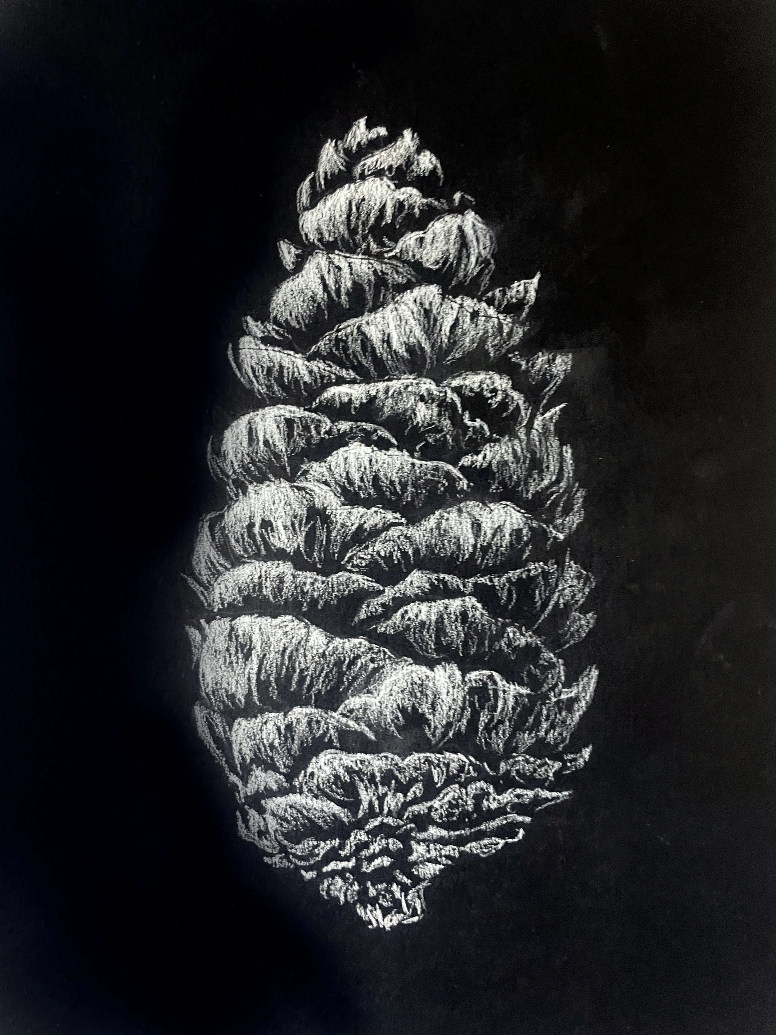 Seed Pod 3.jpg