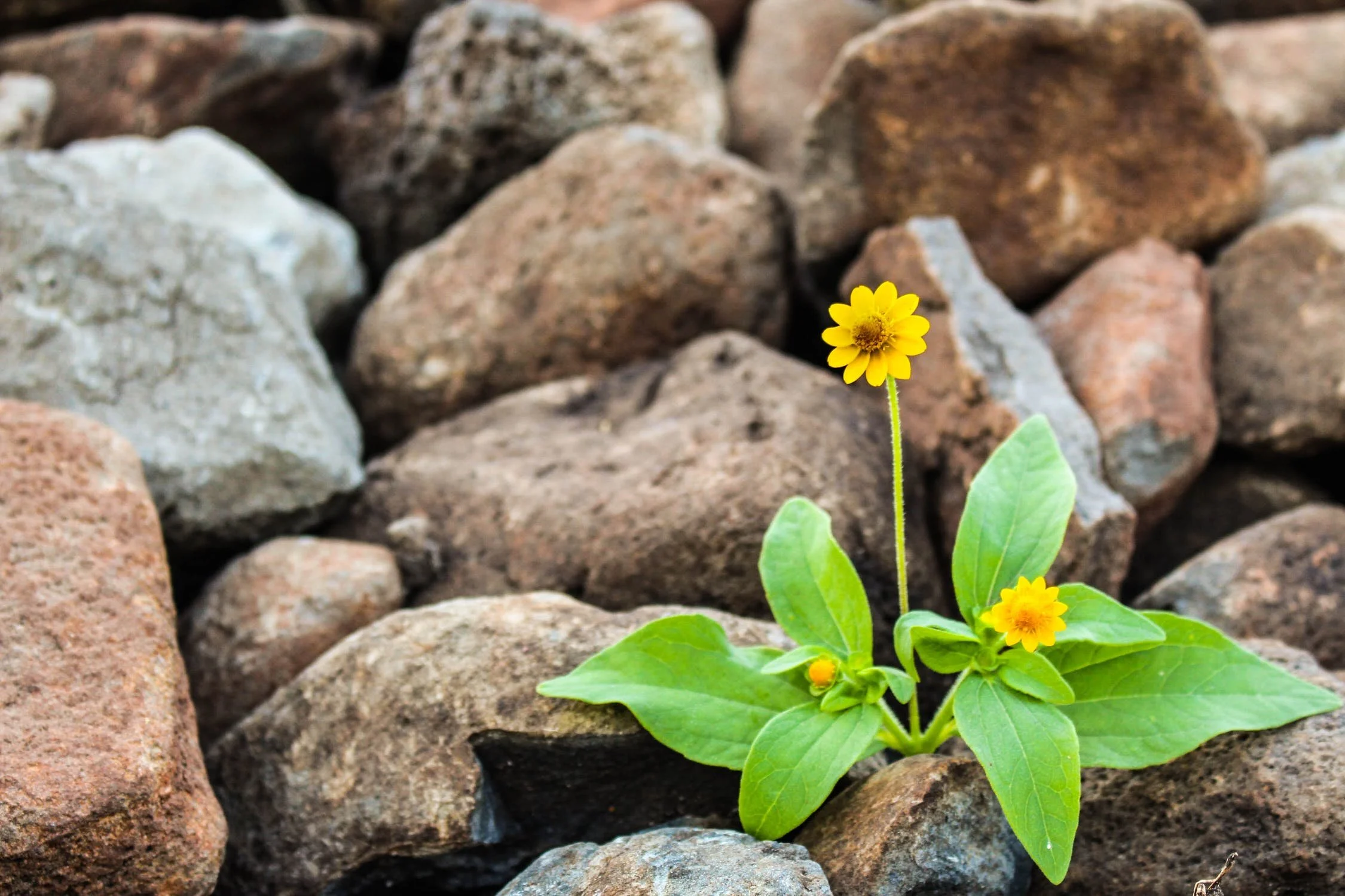 Tips For Remaining Resilient During Covid Lockdowns