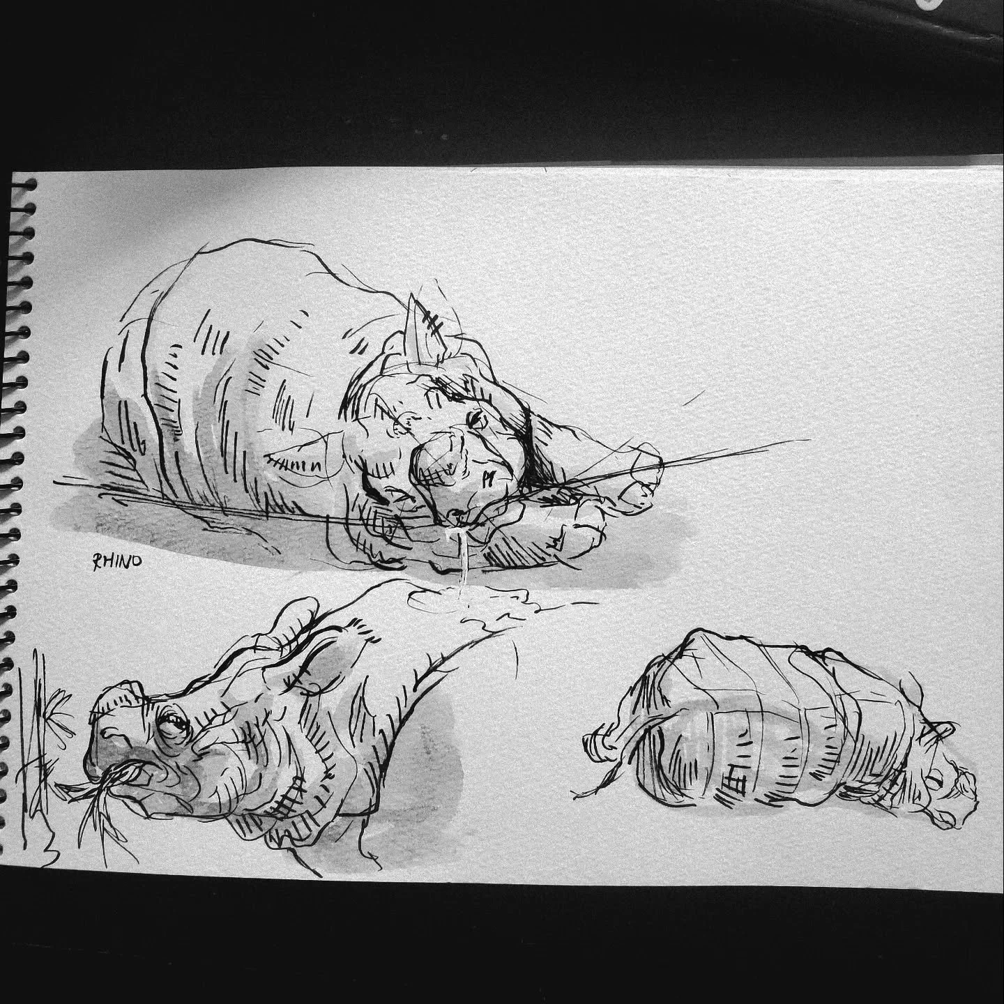 Zoo life drawings no. 2. I love the sleeping rhino ❤️. 
Pen: tombow fudenosuke
Ink: Noodlers Lexington Gray
Paper: Holbein 5 x 7 multisketch
@sandiegozoo 
.
.
.
.
#sketchbook #drawing #ink #zoo #lifedrawing