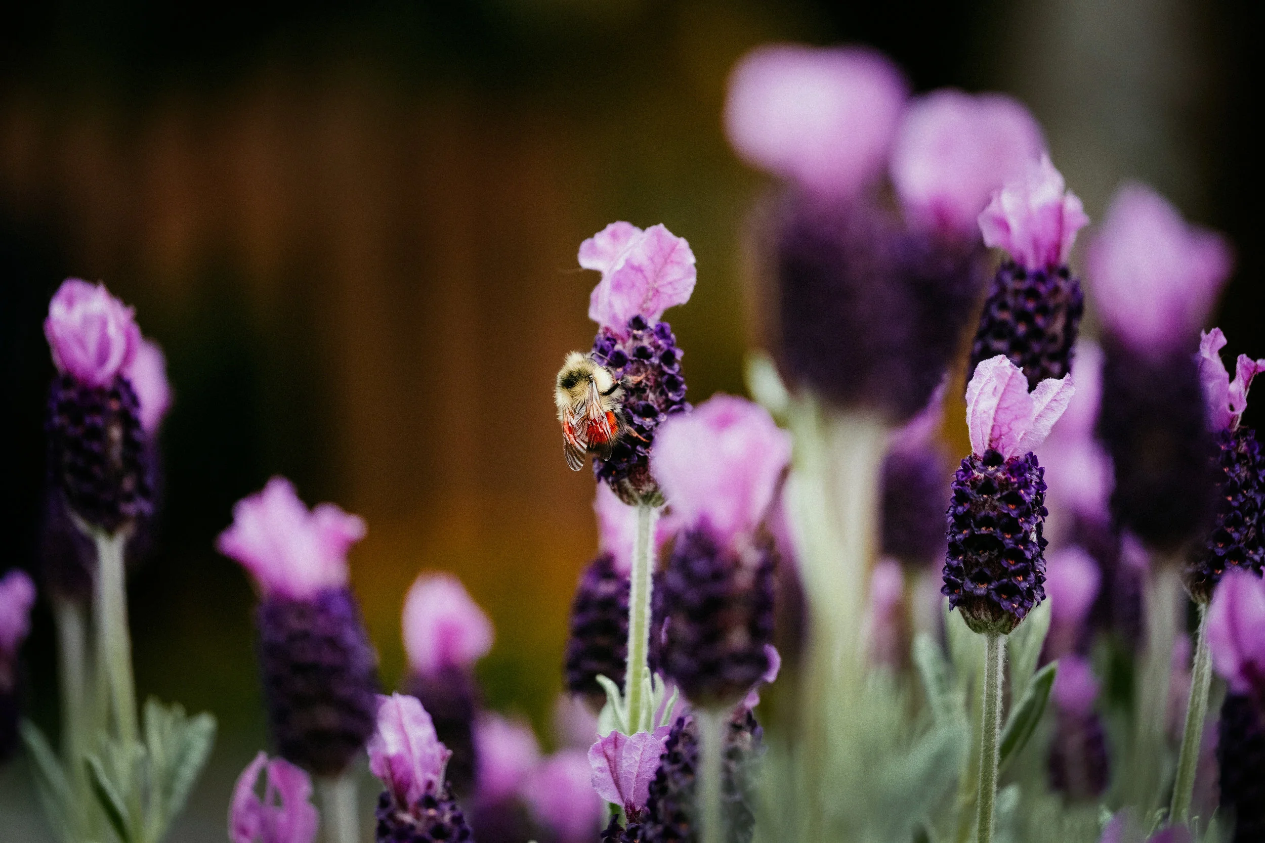 Bee on Lavender