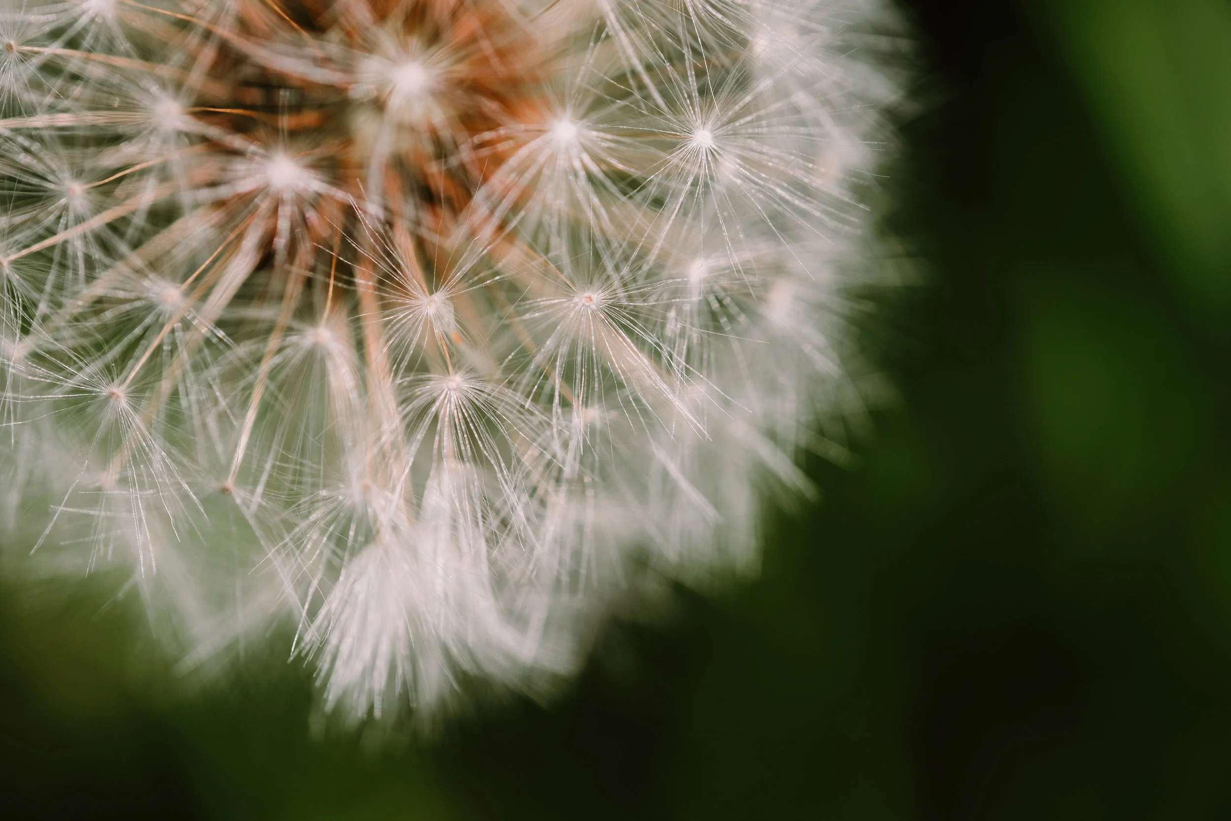 Dandelion Puff