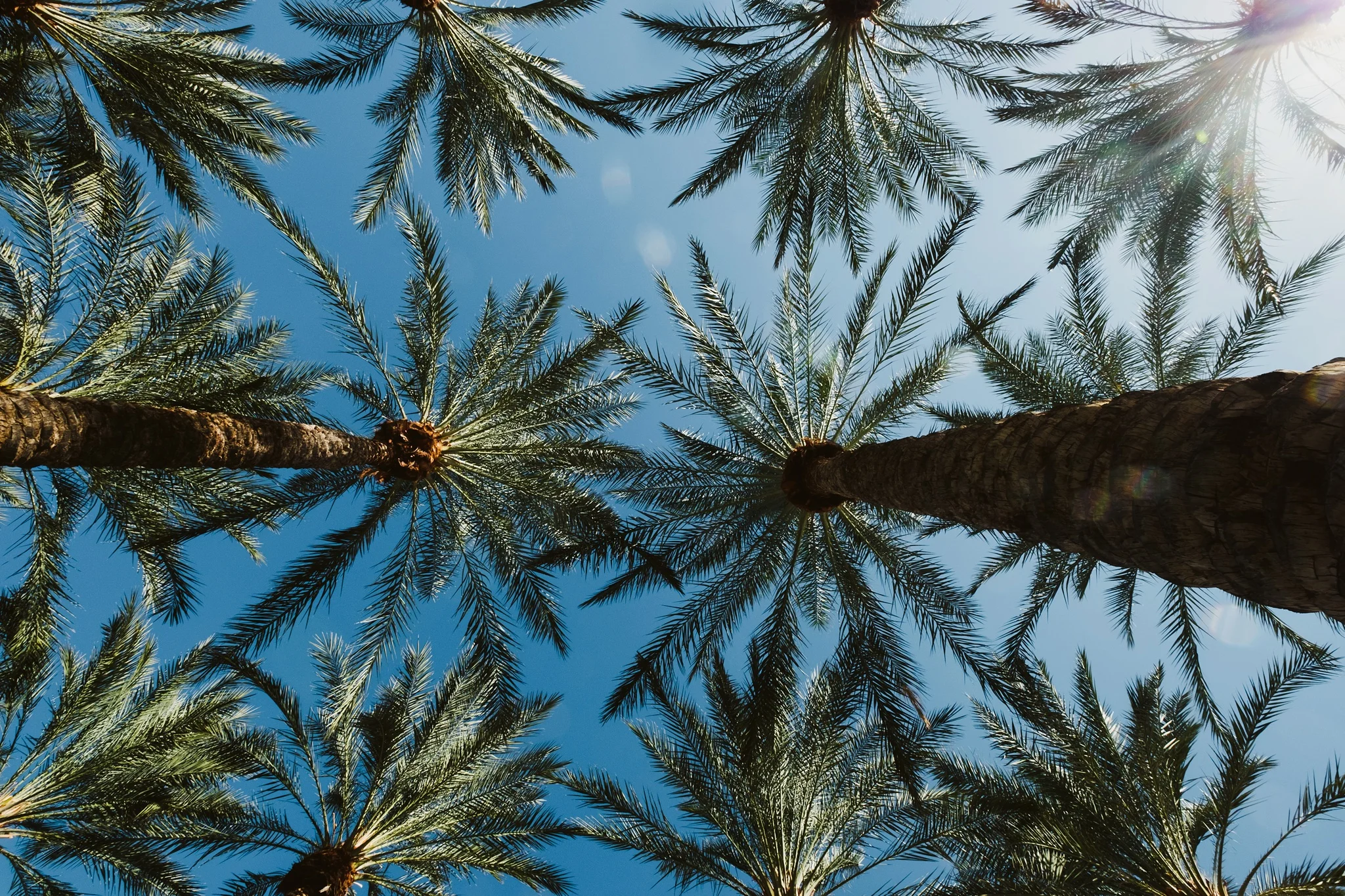 Palm Trees in Phoenix