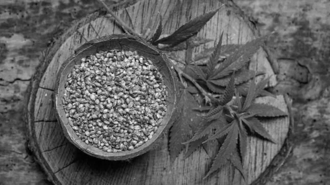 Hemp+seeds+and+leaf+on+board.jpg