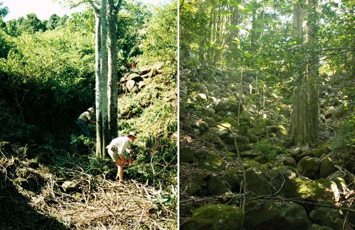 Fig 1 (a) Regenerators at work in Jephcotts stinger gulley 1992. (b) Recovering rainforest at the same site in 2006, 14 years later. (Photos: Mark Dunphy).