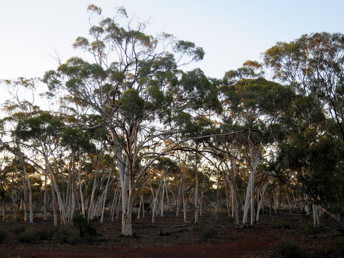 	 Recovery of indigenous plants and animals in revegetated areas at 'The waterways', Victoria.