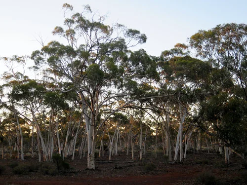 Long Swamp, Discovery Bay Coastal Park, Victoria, Australia
