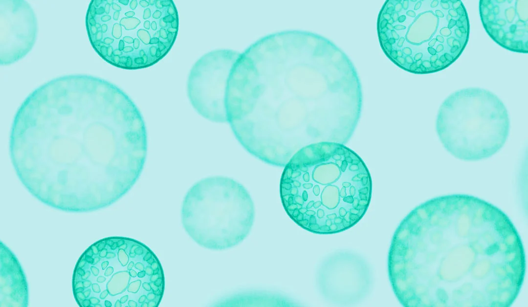 OncoSenX_PIC_02_.jpg